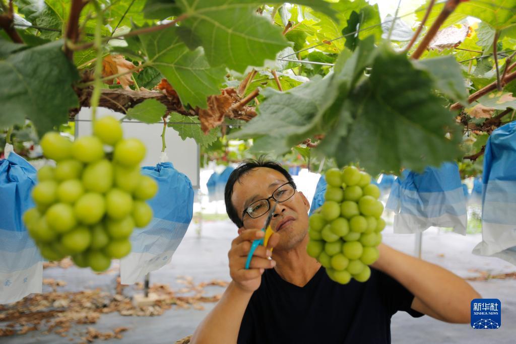 摇钱树捕鱼游戏官网